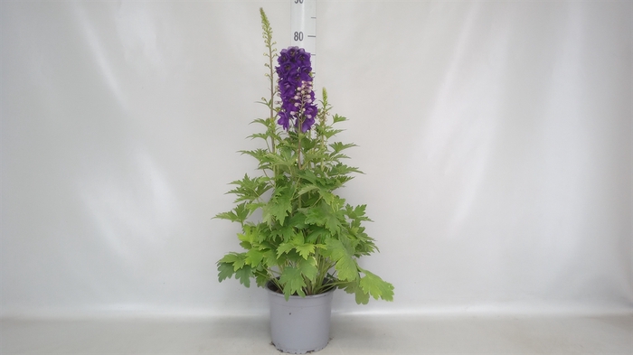 <h4>Delphinium   ...</h4>