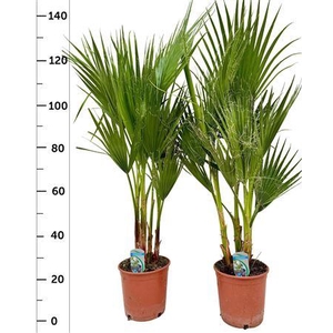 Washingtonia Filifer 2-3pp
