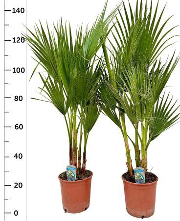 <h4>Washingtonia Filifer 2-3pp</h4>