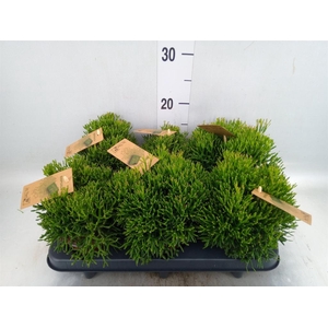 Rhipsalis   ...