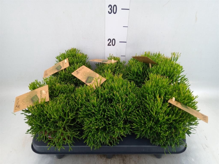 <h4>Rhipsalis   ...</h4>