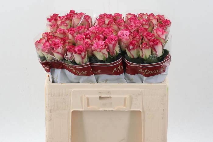 <h4>R Gr E-Vent</h4>