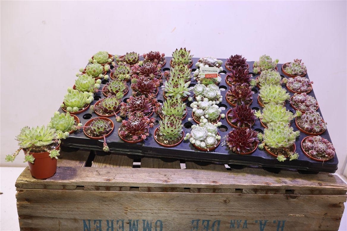 <h4>arr8 Semp Gem</h4>