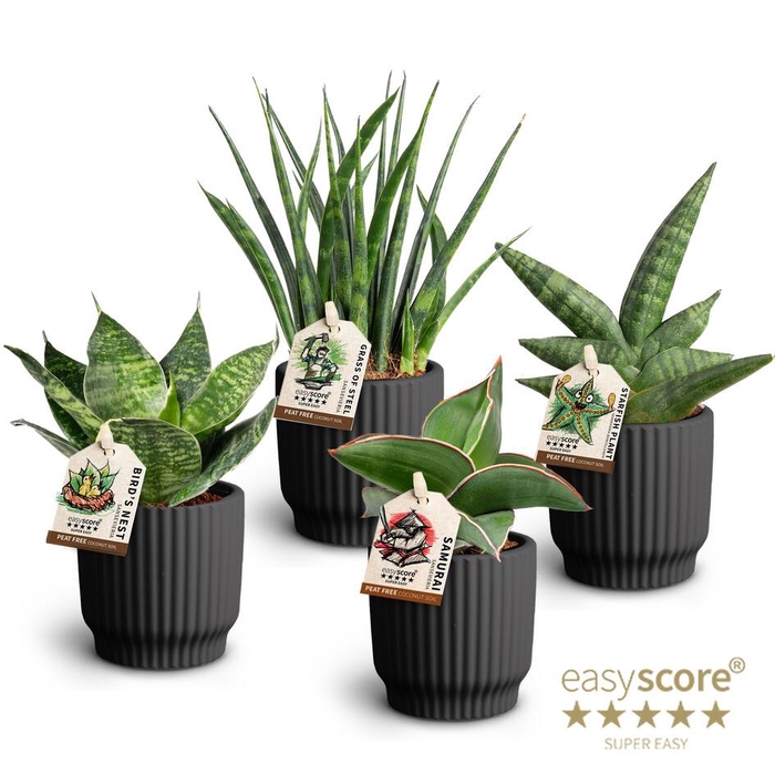 <h4>Nordic Black Sansev Coll p7</h4>