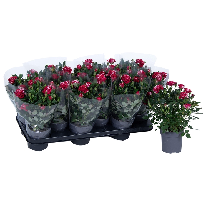 <h4>Nolina Special Roses Ø 10.5 cm Gigi Blanco sleeve</h4>