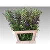 Delphinium Aj Overig Blauw