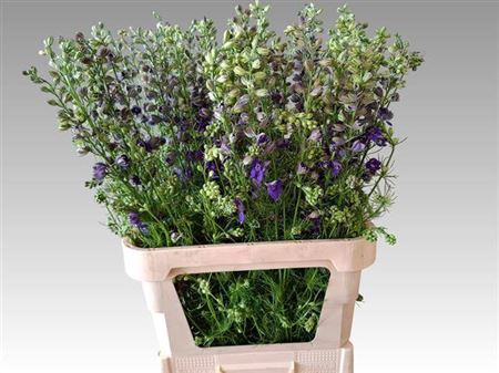Delphinium Aj Overig Blauw