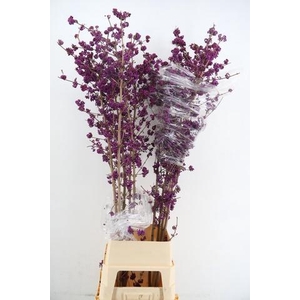 CALLICARPA BOD PROFU 180CM