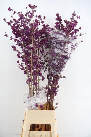 <h4>CALLICARPA BOD PROFU 180CM</h4>