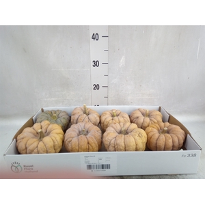 Cucurbita