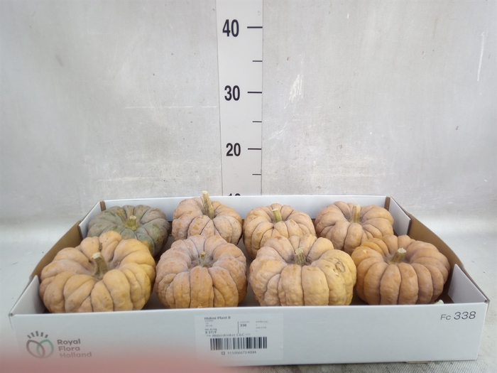 Cucurbita