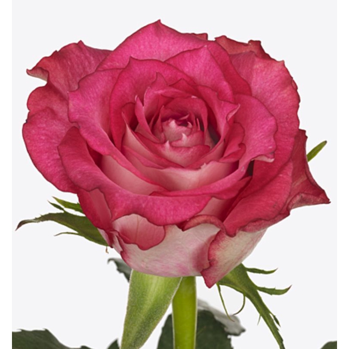 <h4>Rosa Cross Fire</h4>