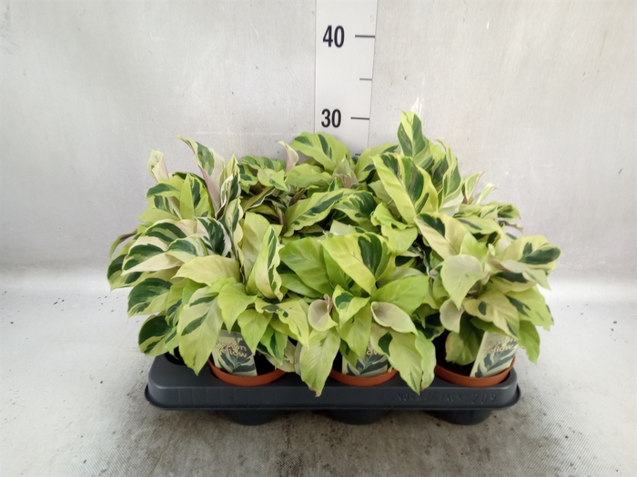 <h4>Calathea  'Fusion Yellow'</h4>