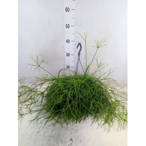 Rhipsalis baccifera 'Oasis'