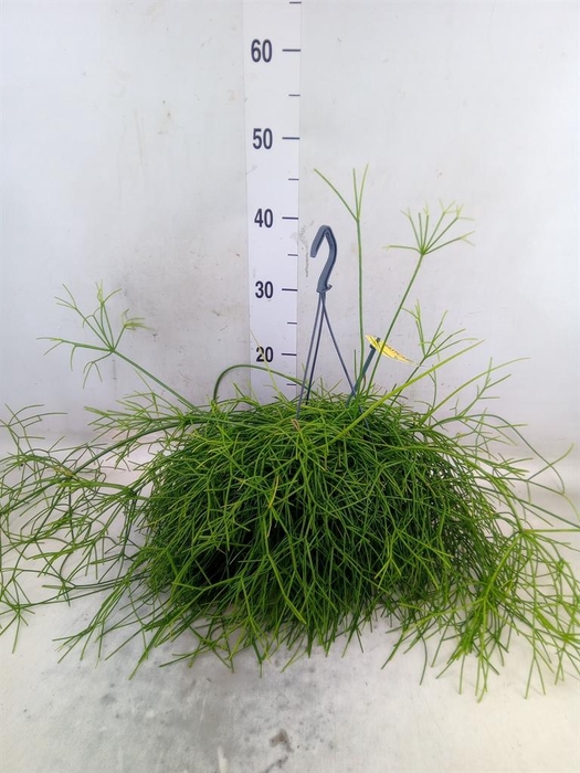 <h4>Rhipsalis baccifera 'Oasis'</h4>