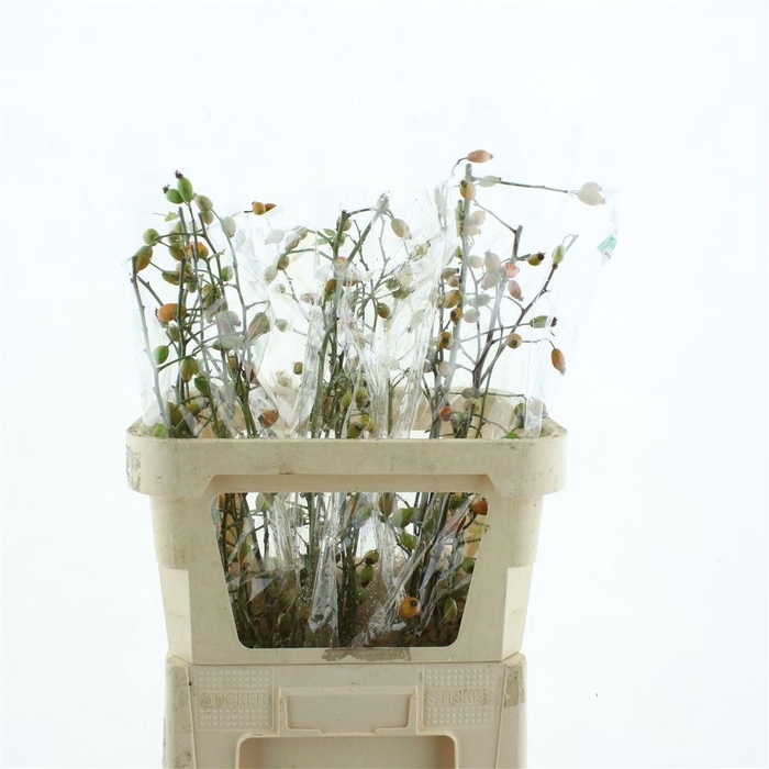 <h4>ROSA ZAFFIRO</h4>