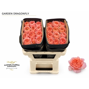 Rosa Garden Dragonfly