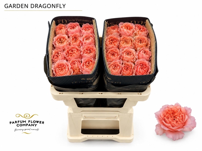 <h4>Rosa Garden Dragonfly</h4>
