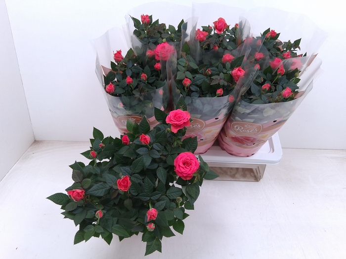 <h4>RO FAV RO PINK</h4>