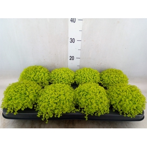 Soleirolia soleirolii 'Aurea'