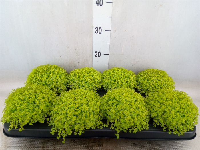 <h4>Soleirolia soleirolii 'Aurea'</h4>
