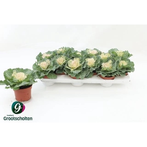 BRASSICA (SIERKOOL)