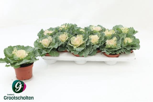 <h4>BRASSICA (SIERKOOL)</h4>