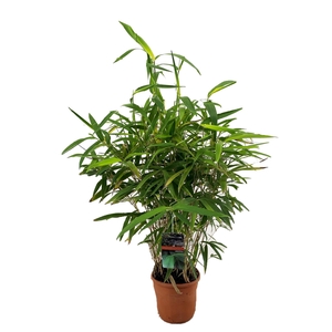 Pseudosasa japonica 'metake'