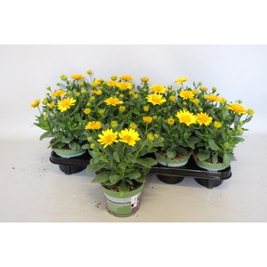 Osteospernum Double Yellow
