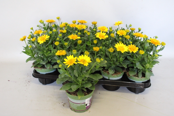 <h4>Osteospernum Double Yellow</h4>
