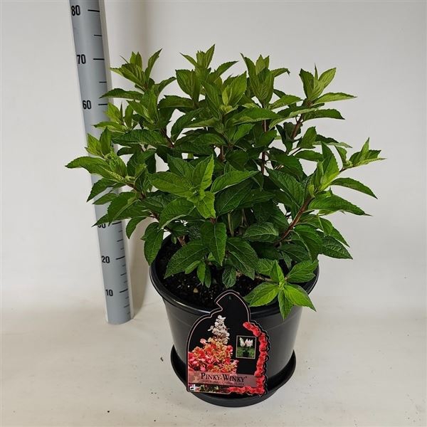 <h4>Hydrangea paniculata</h4>