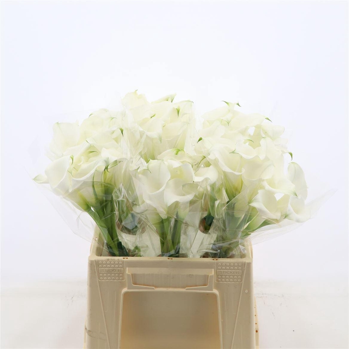 <h4>Calla White Mambo | Dubbelbloemig</h4>