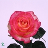 Rosa spray bridal flow