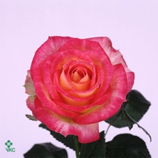 Rosa spray bridal flow