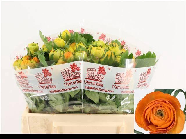 <h4>RAN EL ORANGE</h4>