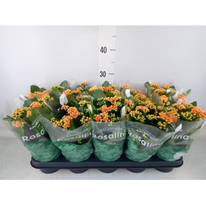 Kalanchoe blos. 'RosDon Feliz'