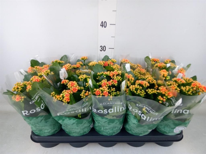 <h4>Kalanchoe blos. 'RosDon Feliz'</h4>