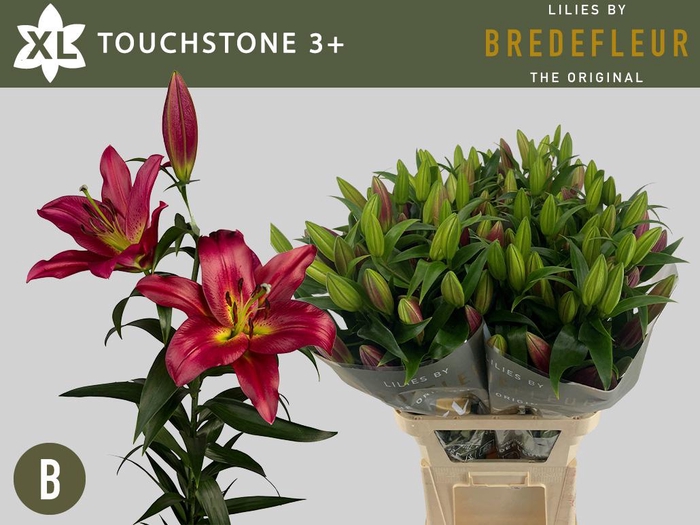 <h4>LI OT TOUCHSTONE 3+</h4>