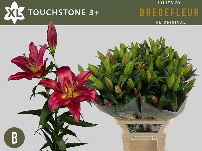 <h4>LI OT TOUCHSTONE 3+</h4>