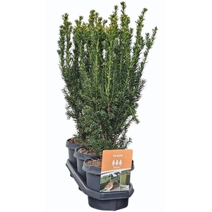 Hedgeline Taxus media 'Hillii' 40-50 C3