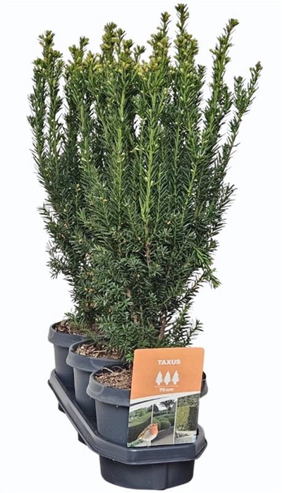 <h4>Hedgeline Taxus media 'Hillii' 40-50 C3</h4>