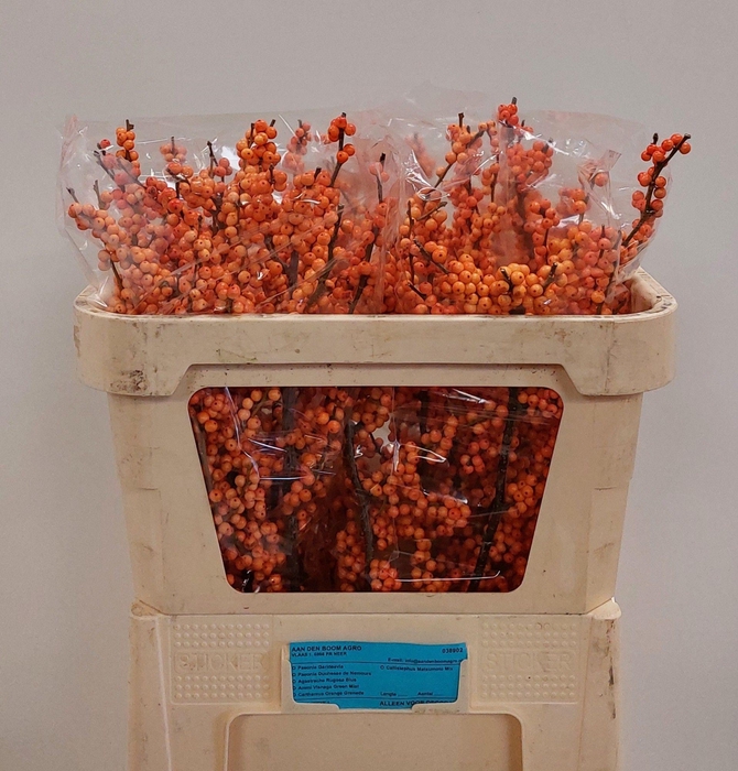 <h4>ILEX VE WINTER GOLD</h4>
