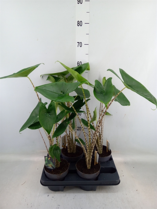 <h4>Alocasia zebrina</h4>