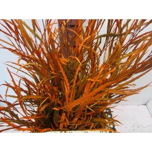 Grevillea Oranje