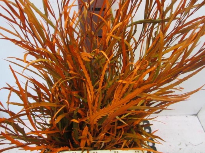 Grevillea Oranje