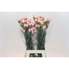 Dianthus St Sarah Pink