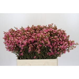 Chamelaucium Sarah's Delight