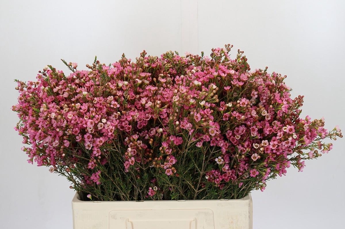 <h4>Chamelaucium Sarah's Delight</h4>