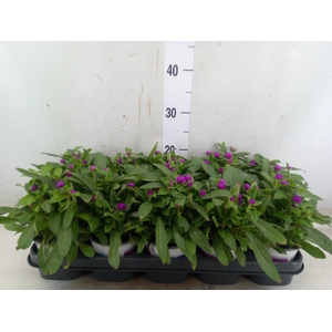 Gomphrena glob. 'Purple Dots'