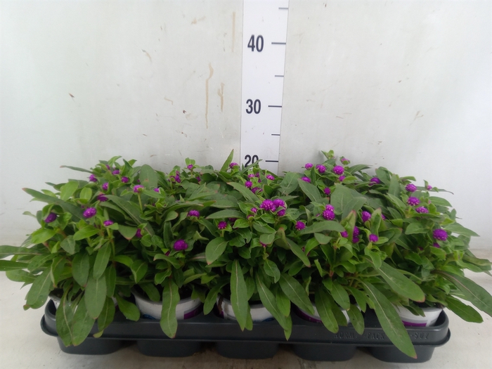 <h4>Gomphrena glob. 'Purple Dots'</h4>